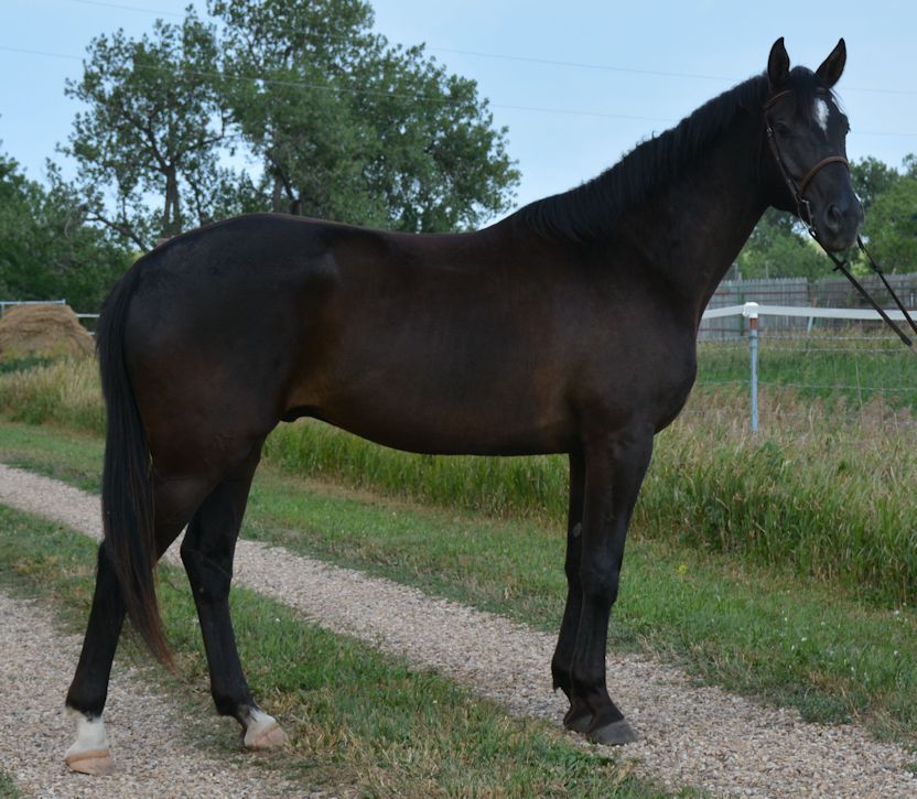 Rivervale Farm Horses for Sale